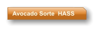 Avocado Sorte  HASS