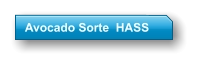 Avocado Sorte  HASS
